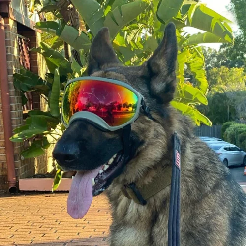 Dog Goggles Adjustable Windproof